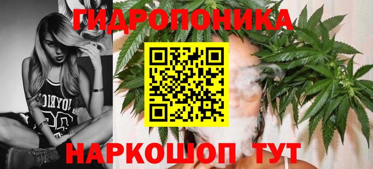 Канабис OG Kush Грозный